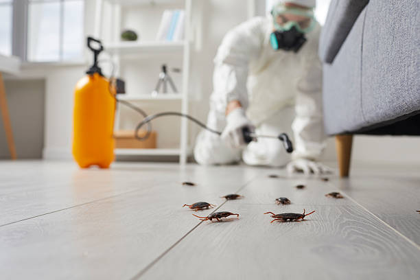 Commercial Kitchen Cockroach Control in Idylwood